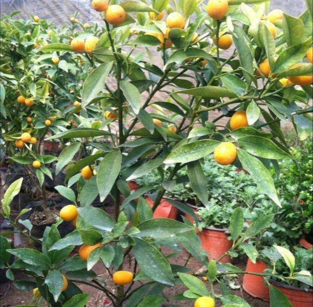 黄丽的养殖方法:打造家中绿色风景线