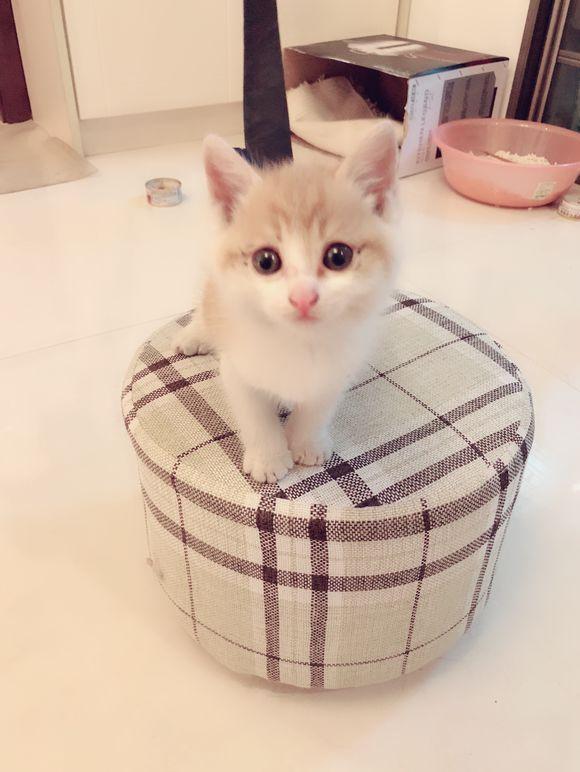 小公主网名:打造独特个性,彰显公主气质